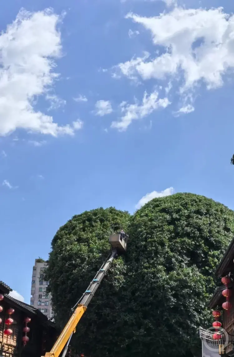有网友发帖表示,他目睹了本次修剪的全过程。 网络图