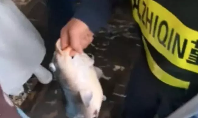 遭殃了,中国著名景区的鱼被撑死了