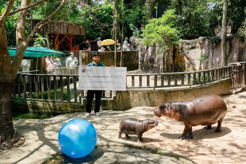 动物园饲养员举著捐款牌子与侏儒河马合影。(撷取自ขาหมู แอนด์เดอะแก๊ง/FB) 动物园饲养员举著捐款牌子与侏儒河马合影。(撷取自ขาหมู แอนด์เดอะแก๊ง/FB)