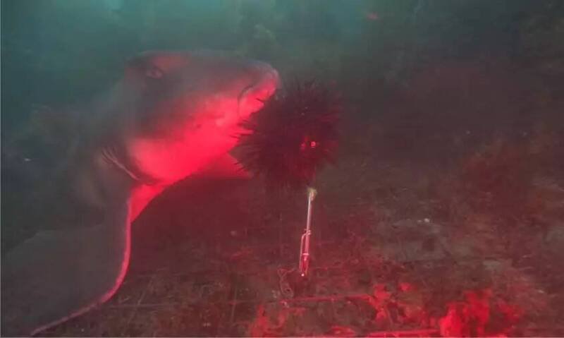 影片中的杰克逊港鲨鱼(Port Jackson shark),可以轻松处理跟牠头一样大的海胆。(图撷取自影片) 影片中的杰克逊港鲨鱼(Port Jackson shark),可以轻松处理跟牠头一样大的海胆。(图撷取自影片)