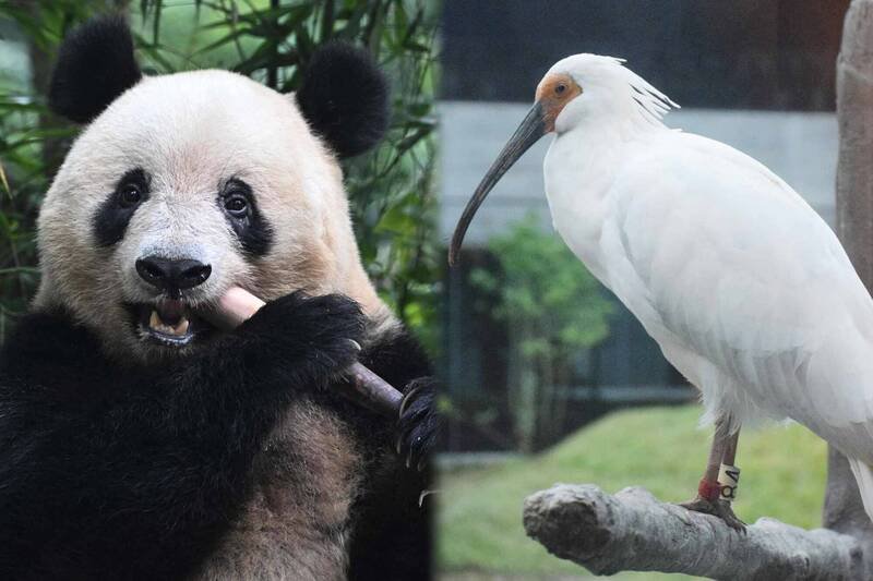 东京上野动物园在上月29日,提前将2只猫熊「退还」给中国;紧接著又传出,日本政府宣布时隔8年后,归还16只象征中日友谊的朱鹭给中国。(法新社资料照,本报合成) 东京上野动物园在上月29日,提前将2只猫熊「退还」给中国;紧接著又传出,日本政府宣布时隔8年后,归还16只象征中日友谊的朱鹭给中国。(法新社资料照,本报合成)