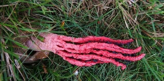 这种真菌的学名为Clathrus archeri,俗称「恶魔手指」或「章鱼鬼笔」,原产于纽西兰和澳洲。(图撷取自New Forest National Park) 这种真菌的学名为Clathrus archeri,俗称「恶魔手指」或「章鱼鬼笔」,原产于纽西兰和澳洲。(图撷取自New Forest National Park)