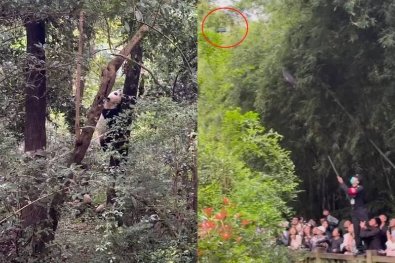 中国大熊猫花花受到无人机惊吓,慌忙爬到树上躲藏。(撷取自微博,本报合成) 中国大熊猫花花受到无人机惊吓,慌忙爬到树上躲藏。(撷取自微博,本报合成)