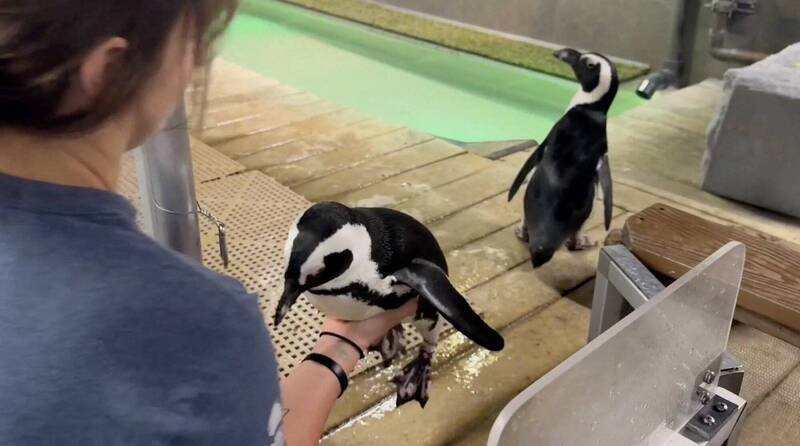 飓风米尔顿强袭美国佛州,佛罗里达水族馆的企鹅纷纷「外出」避难。(美联社) 飓风米尔顿强袭美国佛州,佛罗里达水族馆的企鹅纷纷「外出」避难。(美联社)
