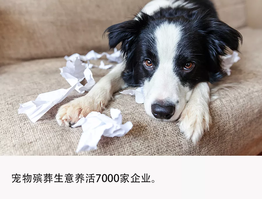 花几万给宠物办葬礼,年轻人图什么