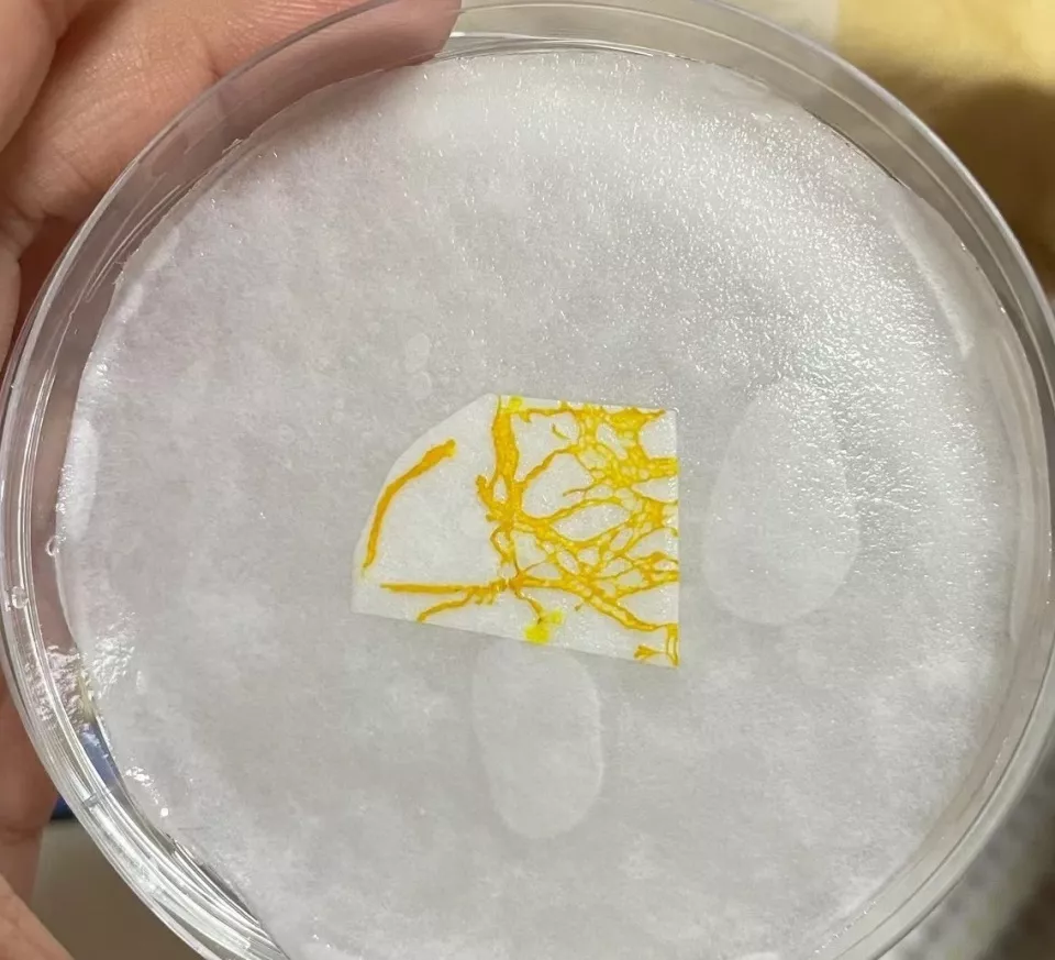 年轻人开始养这东西当宠物,有人一养7年多
