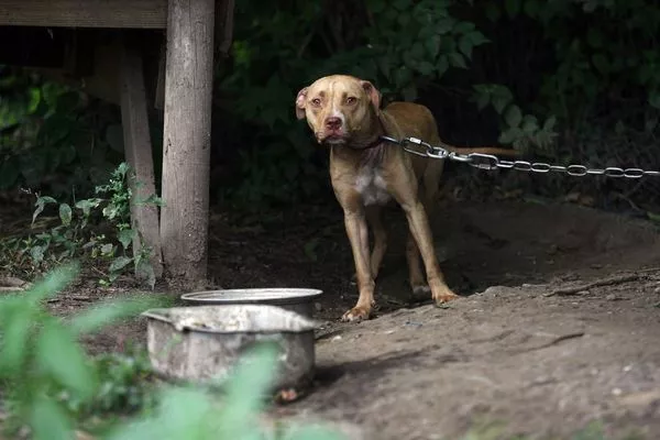 男院子遭9只比特犬包围咬死,警到场击毙