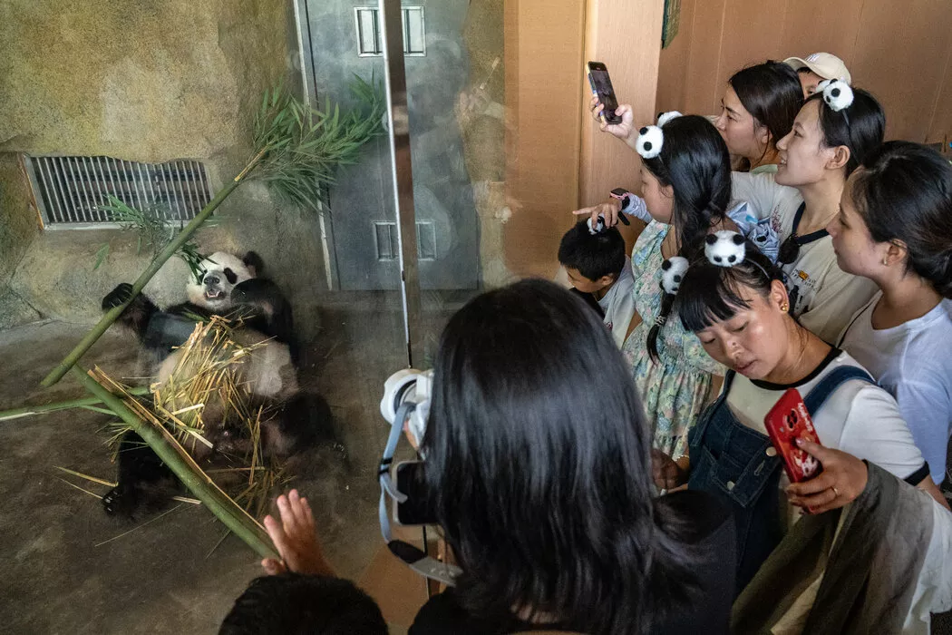 纽约时报:野生大熊猫到底有多少?