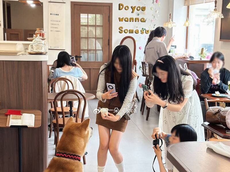 中国宠物咖啡厅的客人为柴犬店狗拍照。(撷取自微博) 中国宠物咖啡厅的客人为柴犬店狗拍照。(撷取自微博)