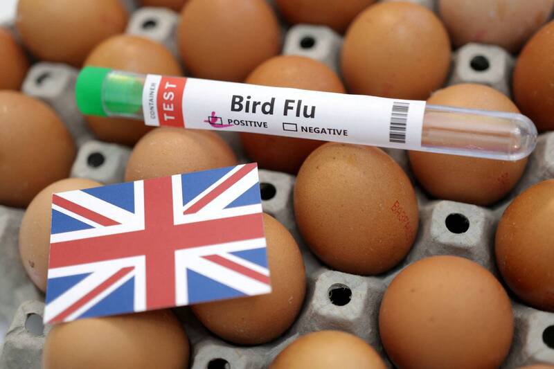英国政府将禽流感风险级别提高到中等。(路透资料照) 英国政府将禽流感风险级别提高到中等。(路透资料照)