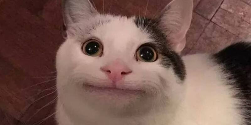 跟猫咪沟通的秘诀:学会「猫咪微笑」就能轻松拉近距离;示意图。(图撷取自@polite_cat_olli/Instagram) 跟猫咪沟通的秘诀:学会「猫咪微笑」就能轻松拉近距离;示意图。(图撷取自@polite_cat_olli/Instagram)