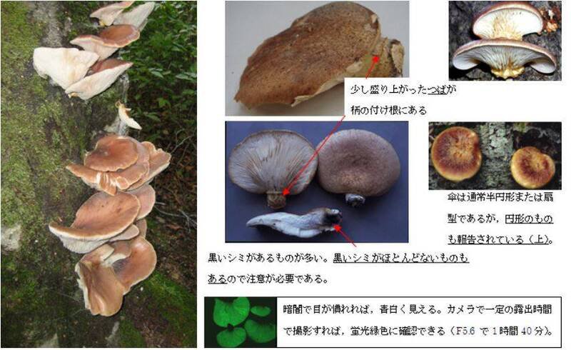月夜蘑菇外观与普通香菇类似,夜晚会发出萤光,示意图。(撷取自厚生劳动署) 月夜蘑菇外观与普通香菇类似,夜晚会发出萤光,示意图。(撷取自厚生劳动署)