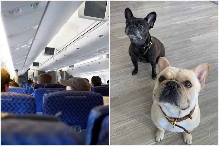 头等舱降等经济舱爱犬过世!美国男开告航空公司