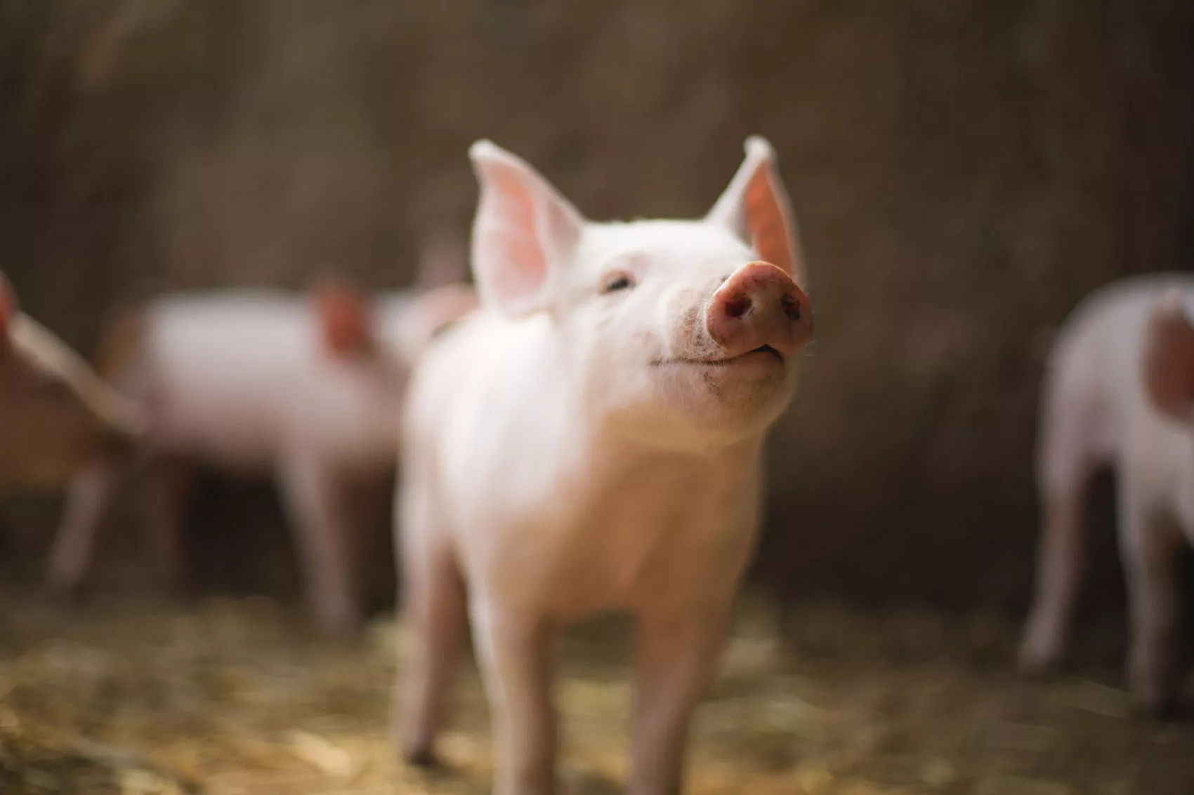 全美首例,俄勒冈州猪只检出H5N1禽流感