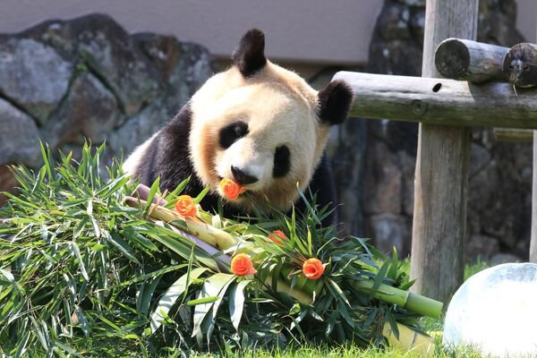 ▲▼日本和歌山4熊猫要还中国 民众请假排队抢看边哭边道别。 （图/翻摄自X/南紀白浜マリオットホテル）