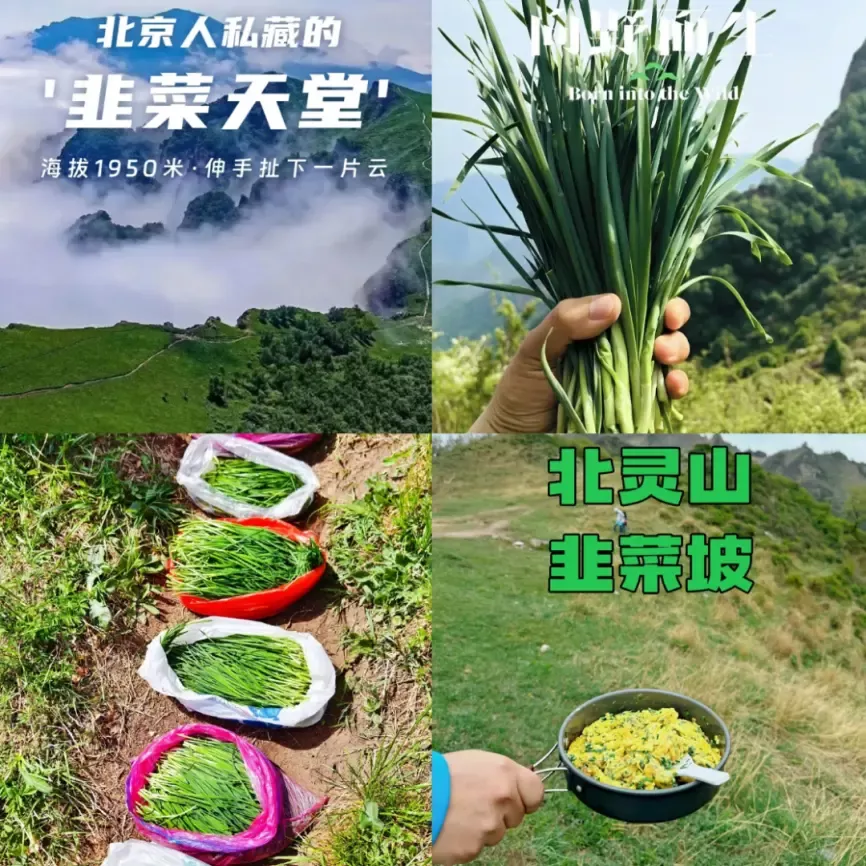 北灵山“花式”割韭菜（图片来源：北京晚报）