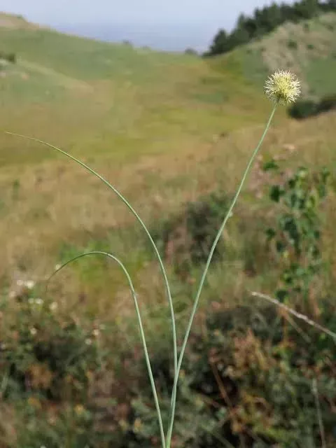 野葱（图片来源：plants of the world online）