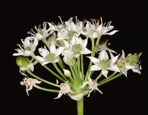 山韭、野韭、韭的花（图片来源：作者、galasearch、plants of the world online）