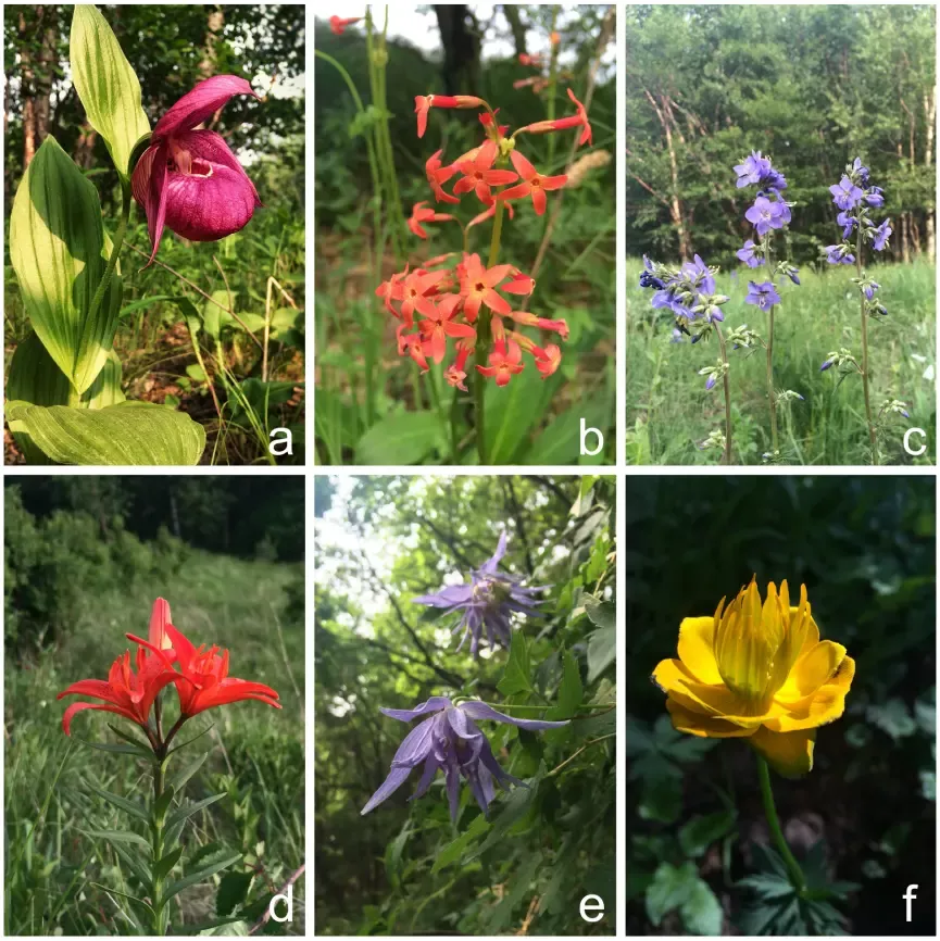 华北高山草甸的野花大花杓兰（a）、胭脂花（b）、花荵（c）有斑百合（d）、长瓣铁线莲（e）、金莲花（f）（图片来源：作者）