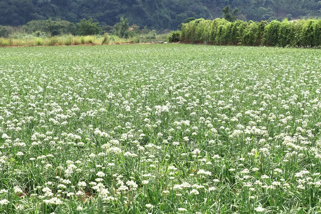 韭菜花田（图片来源：veer图库）