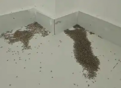 热死大量蚊子   地表温度直逼73°C 可煎蛋烤虾