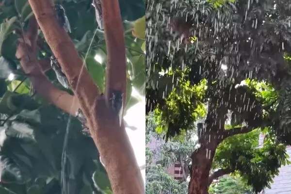上海“喷射式蝉尿”如下大雨 居民崩溃 专家：有甜味