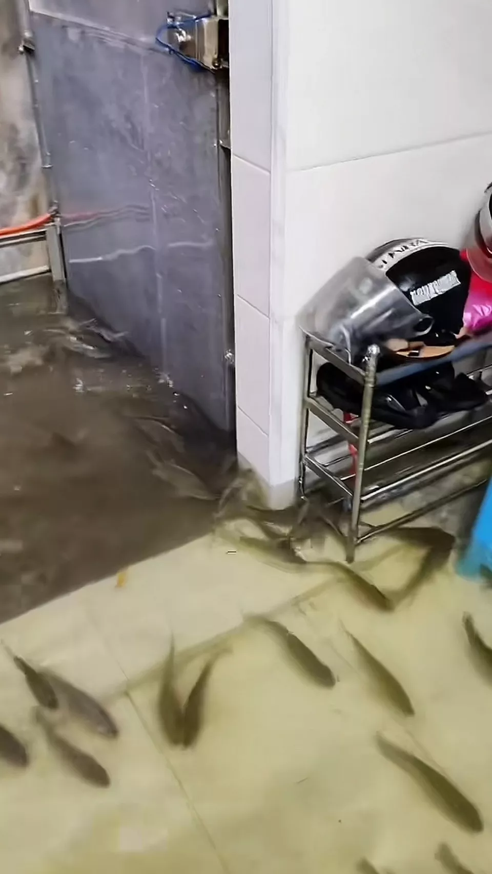 广东饶平降雨后鱼群游进居民家，当事人：水已退