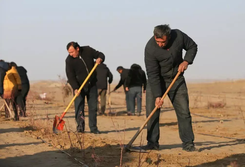 在新疆于田县万花园防沙治沙示范区,各族干部群众在加紧栽种玫瑰花苗(2024年11月28日摄)/新华社发(许晓龙摄)