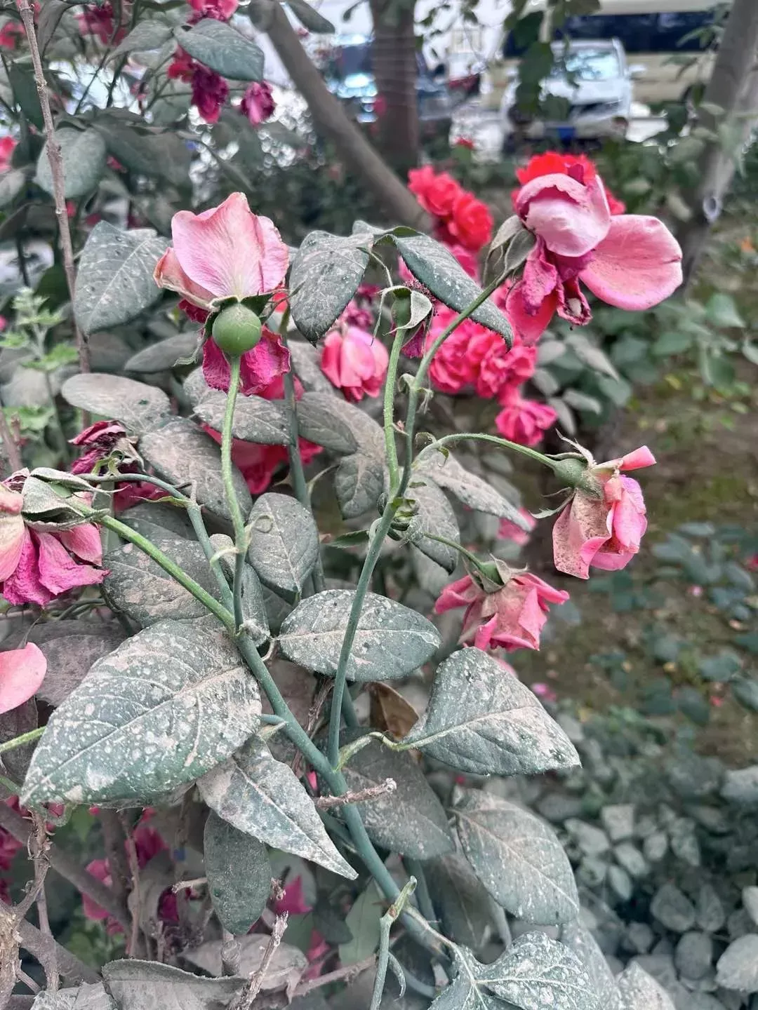 3046公里,她们用玫瑰锁住了塔克拉玛干
