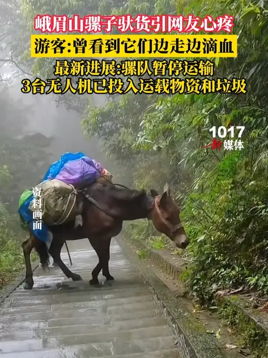 峨眉山骡队失业 只因“你多看了一眼”