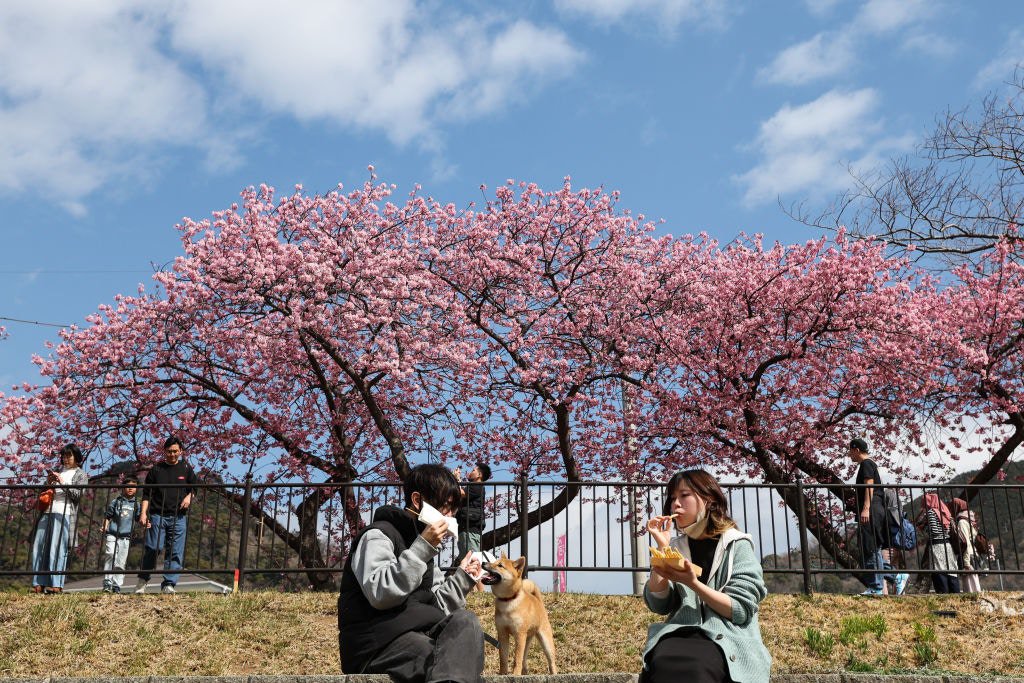 2025年3月2日，日本河津町，圖為前來賞櫻花的人們聚集在樹下享用美食。（Getty）
