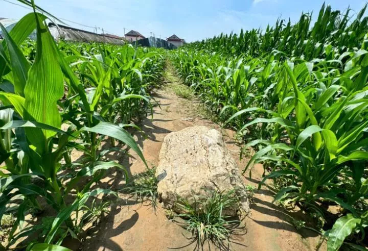 全国最矮的山仅0.6米高？当地:确为县级文物