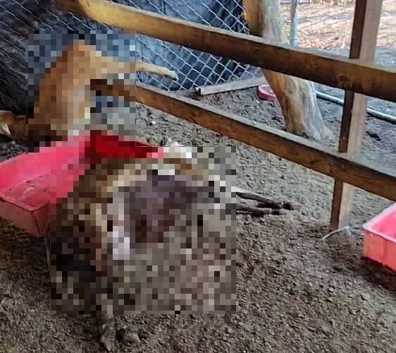 林姓饲主所养肉羊大量死亡,经过解剖确认是遭到农药剧毒托福松所害。(民众提供) 林姓饲主所养肉羊大量死亡,经过解剖确认是遭到农药剧毒托福松所害。(民众提供)