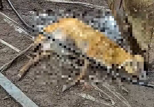 林姓饲主所养肉羊大量死亡,经过解剖确认是遭到农药剧毒托福松所害。(民众提供) 林姓饲主所养肉羊大量死亡,经过解剖确认是遭到农药剧毒托福松所害。(民众提供)