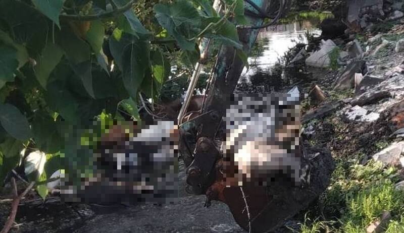 林姓饲主所养的肉羊出现大量死亡,饲主心痛不已。(民众提供) 林姓饲主所养的肉羊出现大量死亡,饲主心痛不已。(民众提供)