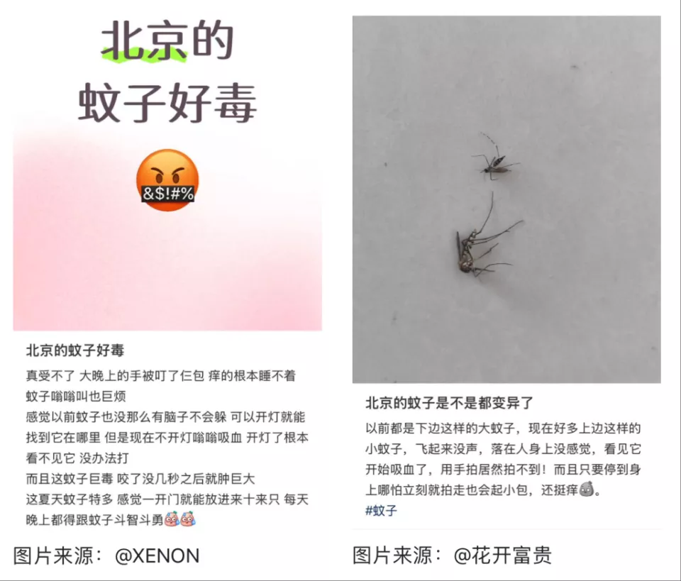 全球“最毒”的蚊子，为何批量北上？