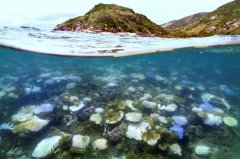 地球已达灾难性临界点！最新气候报告：关键生态系濒崩溃边缘