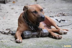 美2只比特犬咬死饲主 邻居想救人「刀都断了」也没辙