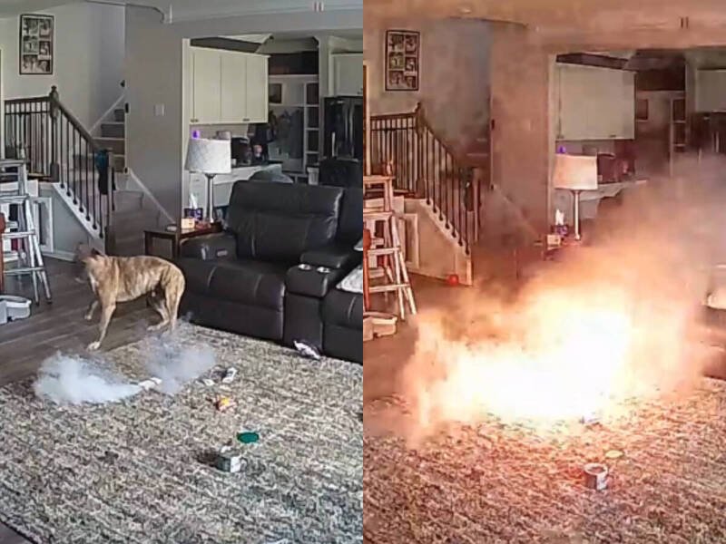 美国北卡罗来纳州1只宠物狗咬了锂电池，意外引发爆炸。（撷取自Chapel Hill Fire Department脸书）
