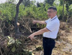 夭寿！彰化鹿港8棵大叶榄仁路树遭锯断 警依监视器锁定车辆