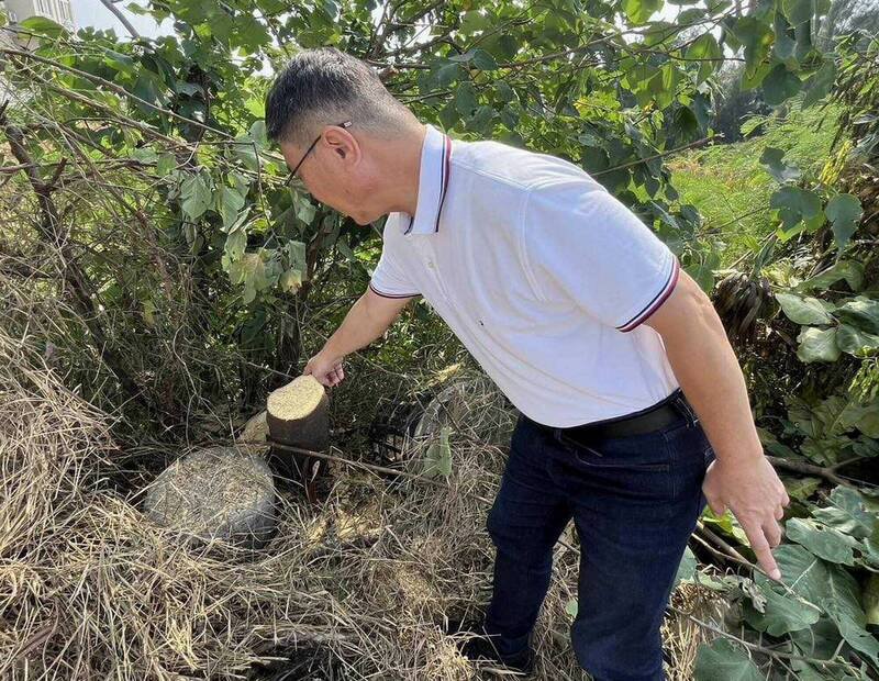 鹿港8棵大叶榄仁树遭锯断,惨不忍睹。(图由镇公所提供) 鹿港8棵大叶榄仁树遭锯断,惨不忍睹。(图由镇公所提供)
