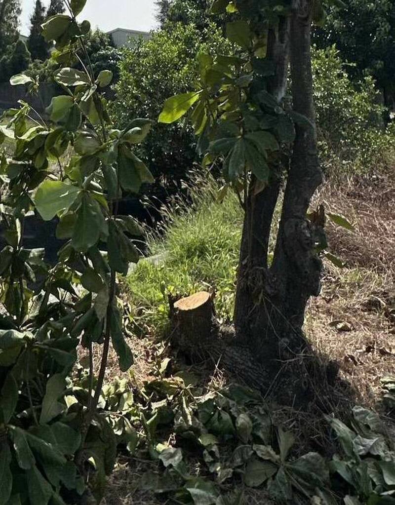 8棵大叶榄仁树遭锯断,警方追凶手。(图由警方提供) 8棵大叶榄仁树遭锯断,警方追凶手。(图由警方提供)