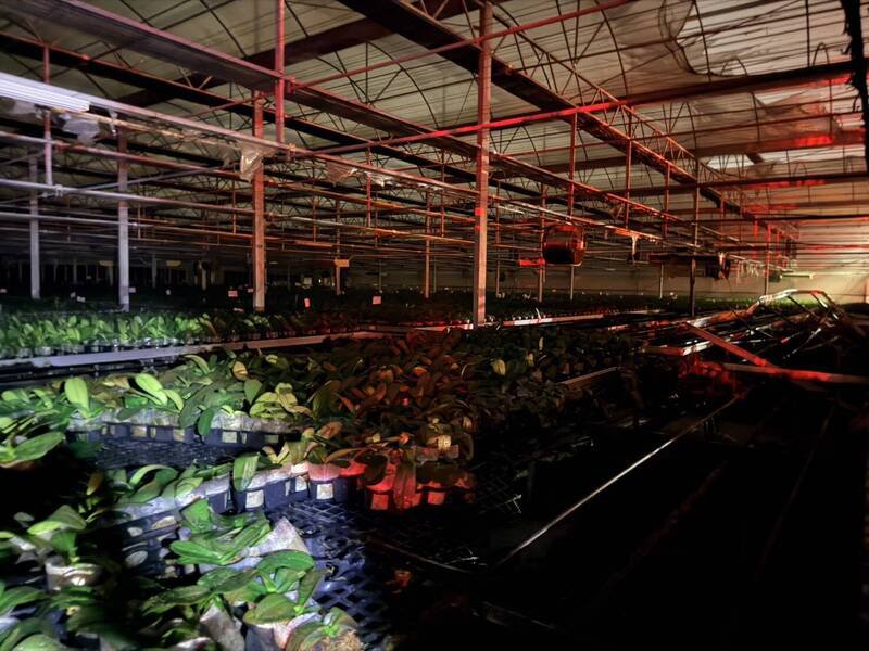 台湾兰花生物科技园区1处兰园今日凌晨传出温室火警,幸消防人员赶抵后3分钟迅速控制火势,起火原因仍待调查。(图由民众提供) 台湾兰花生物科技园区1处兰园今日凌晨传出温室火警,幸消防人员赶抵后3分钟迅速控制火势,起火原因仍待调查。(图由民众提供)