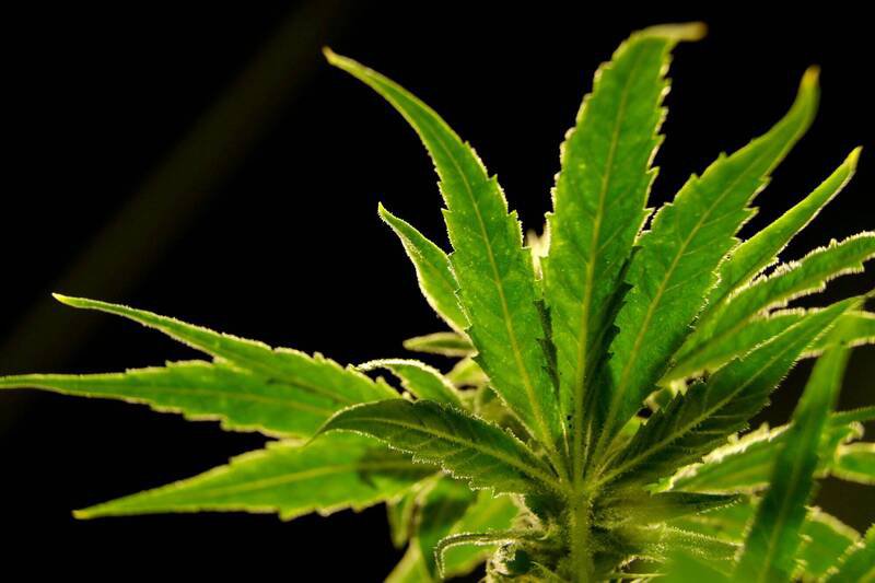 在欧美等部分地区已将非医疗用途大麻的生产和销售合法化后,加速了大麻的有害使用。(美联社) 在欧美等部分地区已将非医疗用途大麻的生产和销售合法化后,加速了大麻的有害使用。(美联社)