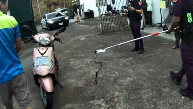 台东关山分局警员协助民宅捕获臭青母。(记者黄明堂翻摄) 台东关山分局警员协助民宅捕获臭青母。(记者黄明堂翻摄)