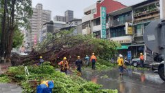 大雨下不停 北市昌吉街路树倒塌挡双向车道