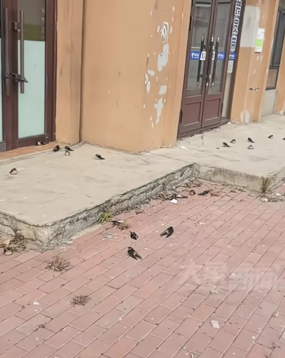 黑龙江五常上百只燕子滞留冻死不少,林草局回应