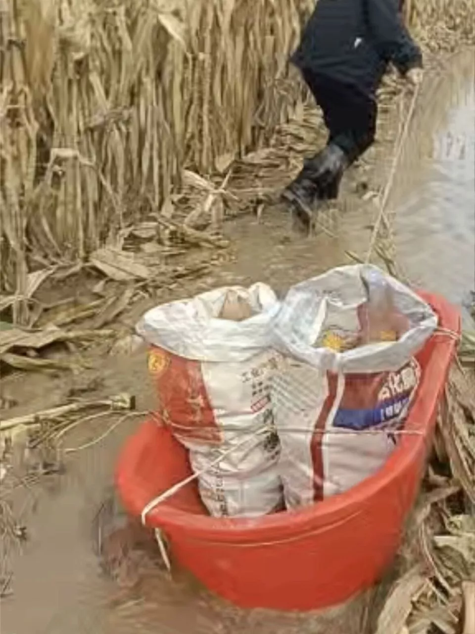 河南人苦，大旱中救活的玉米，现在都泡烂了