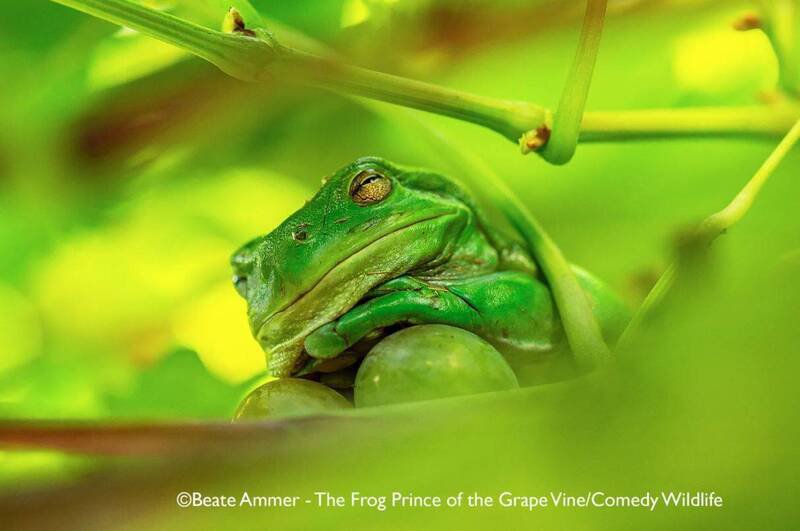 Beate Ammer作品《The Frog Prince of the Grape Vine》（葡萄藤上的青蛙王子）。（撷取自Nikon官网）