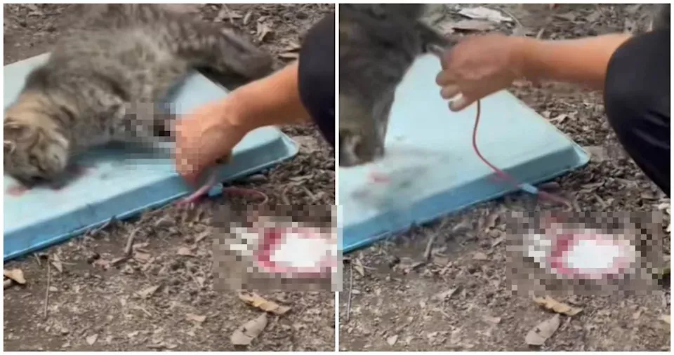 恐怖灰色产业链!广州收购流浪猫 抽光血液转卖